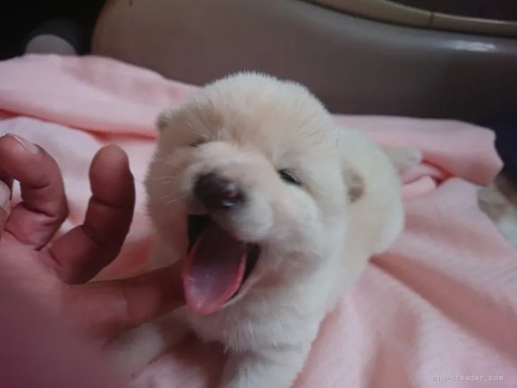 ID:2105-01737の子犬