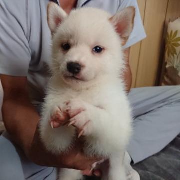 柴犬(標準サイズ)【大分県・男の子・2022年7月1日・白】の写真「とても元気な、白柴の男の子です。」