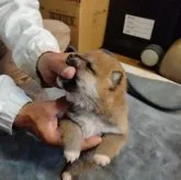 柴犬(標準サイズ)【大分県・男の子・2023年3月20日・赤】の写真5