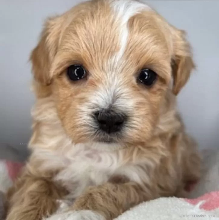 ID：2507-00865の子犬