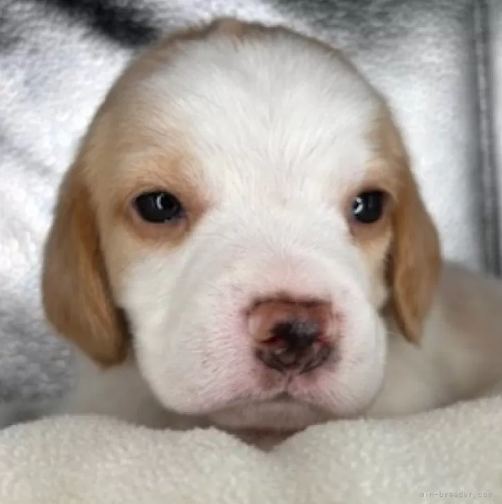 K.E 様のお迎えした子犬