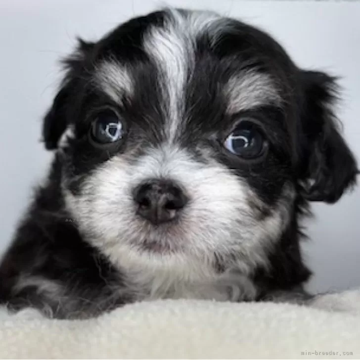 ID：2508-04373の子犬