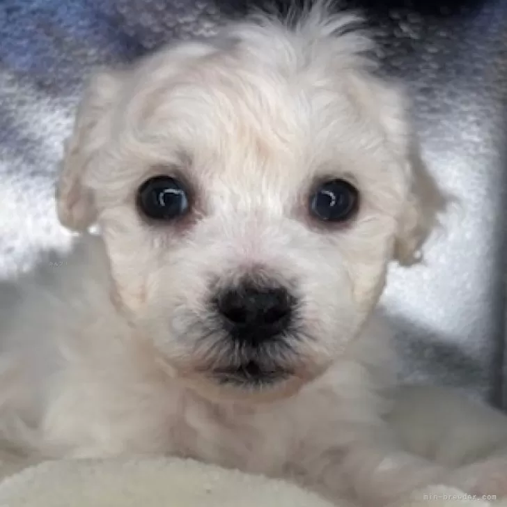 ID:2501-01107の子犬