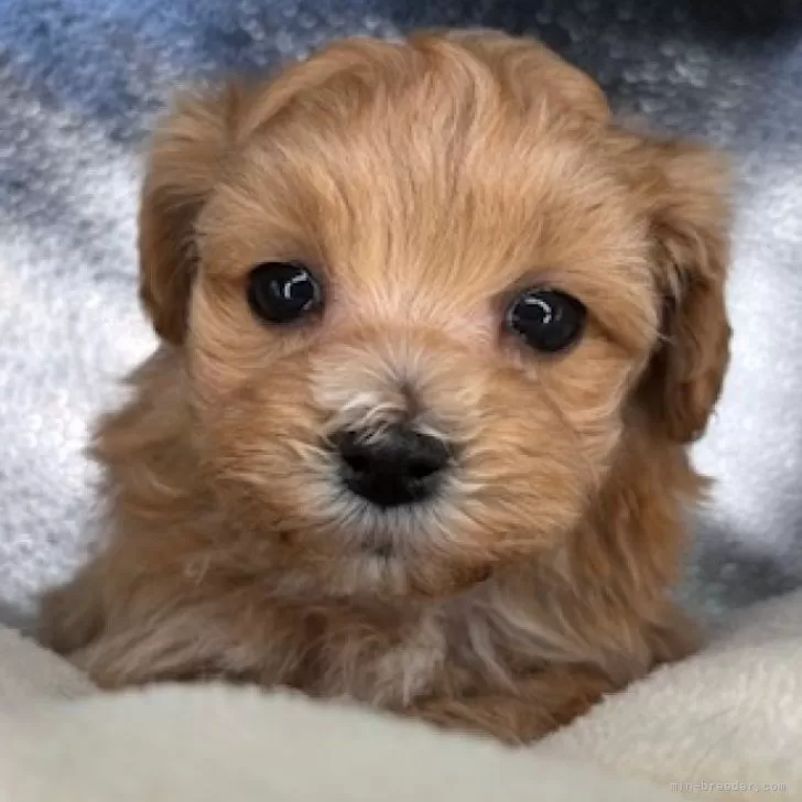 ID：2503-03867の子犬