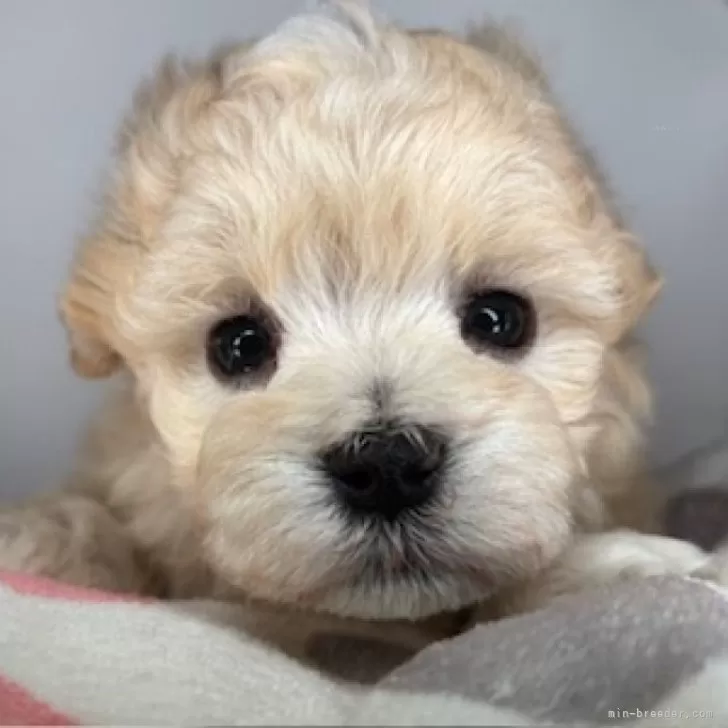 ID：2507-01527の子犬