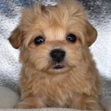 マルプー(トイプードル×マルチーズ)【福島県・男の子・2025年2月12日・アプリコット】の写真「可愛い男の子です😌」