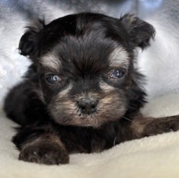 チワマル(チワワ×マルチーズ)【福島県・女の子・2025年2月10日・ブリンドル】の写真「小さくて可愛い女の子🩷」