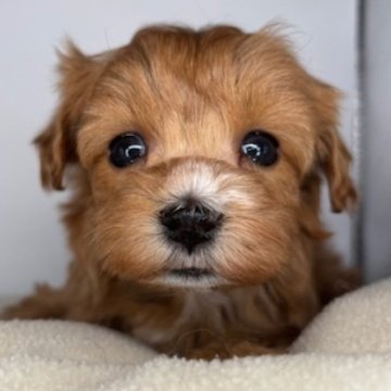 マルプー(トイプードル×マルチーズ)【福島県・女の子・2025年10月20日・アプリコット】の写真「鮮やかなアプリコットの女の子🩷」