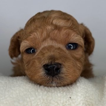 マルプー(トイプードル×マルチーズ)【福島県・女の子・2025年11月18日・アプリコット】の写真「くりくりお目目の女の子🩷」