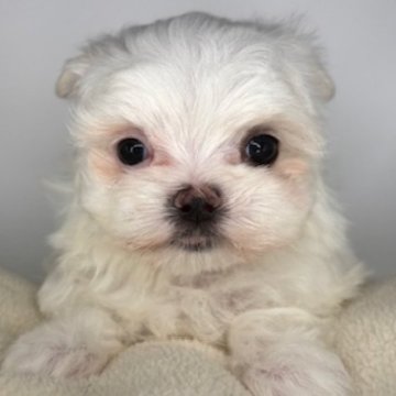 マルチーズ【福島県・女の子・2025年9月7日・ホワイト】の写真「小さなかわいい女の子🩷」