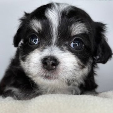 チワマル(チワワ×マルチーズ)【福島県・男の子・2025年6月25日・ブラックタン&ホワイト】の写真「きれいな毛色の男の子🩵」