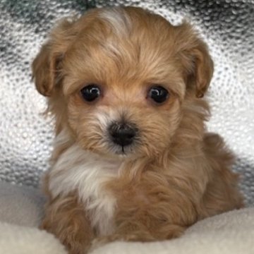 マルプー(トイプードル×マルチーズ)【福島県・女の子・2025年2月12日・アプリコット】の写真「小さくて可愛い女の子です🥰」