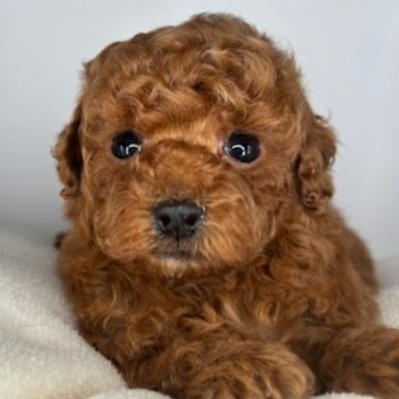 トイプードル(タイニー)【福島県・男の子・2025年5月23日・アプリコット】の写真「小さくて可愛いナチュラルテールの男の子です🩵」