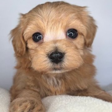 マルプー(トイプードル×マルチーズ)【福島県・女の子・2025年10月20日・アプリコット】の写真「かわいらしい顔つきの女の子🩷」