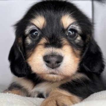 ミニチュアダックスフンド(ロング)【福島県・女の子・2025年7月5日・ブラック&イエロー】の写真「おっとりとした性格の女の子🩷」