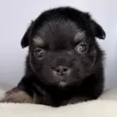 チワワ(ロング)