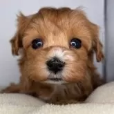 マルプー(トイプードル×マルチーズ)【福島県・女の子・2025年10月20日・アプリコット】の写真1