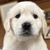 ゴールデンレトリバー