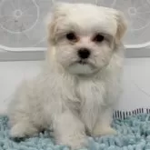 マルチーズ