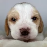 ビーグル