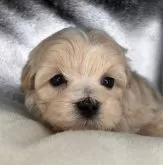 マルプー(マルチーズ×トイプードル)【福島県・女の子・2024年11月12日・クリーム】の写真2