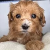 マルプー(トイプードル×マルチーズ)【福島県・女の子・2025年10月20日・アプリコット】の写真2