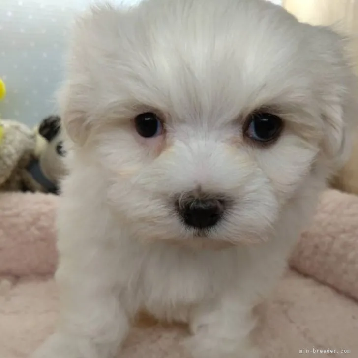 ID：2308-02051の子犬