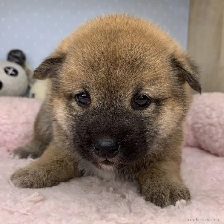 ID：2308-02072の子犬