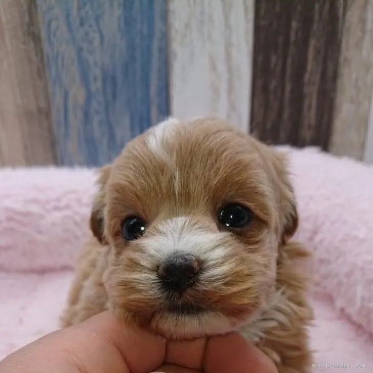 ID:2301-03685の子犬