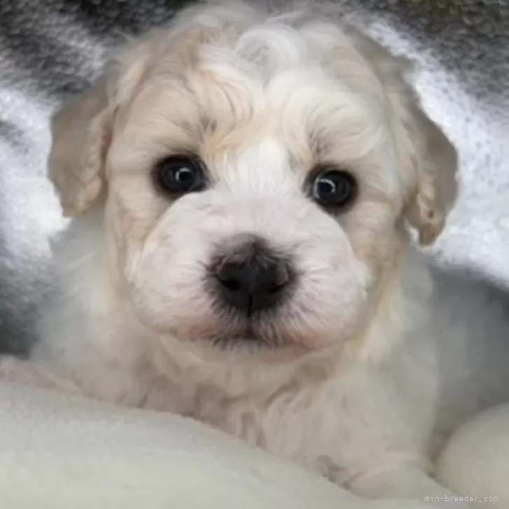 ID:2405-05530の子犬