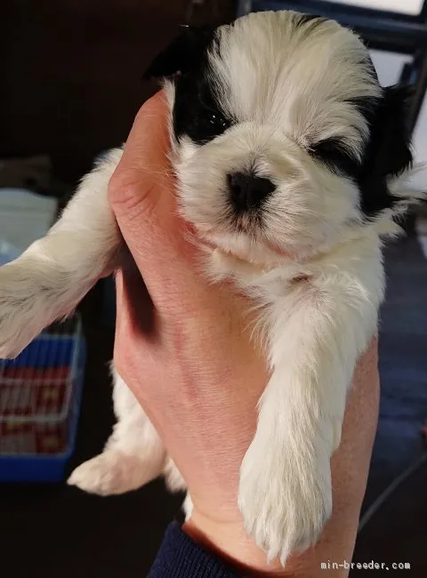 ID：2102-00733の子犬