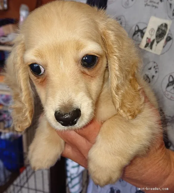 ID:2009-00794の子犬