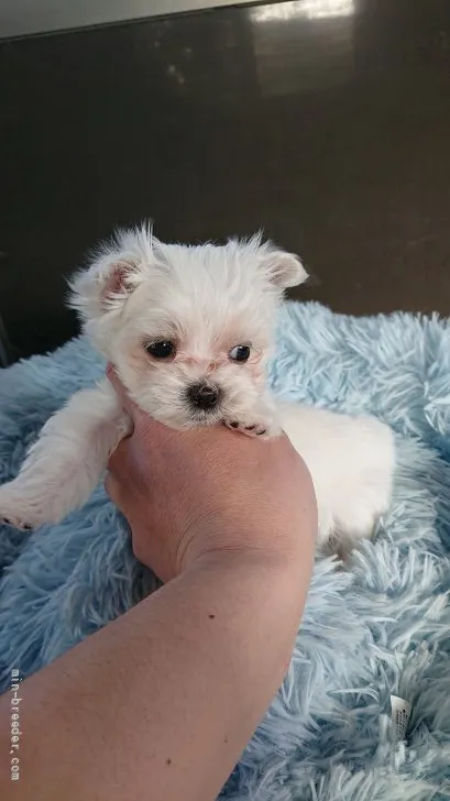 ID:2203-01174の子犬