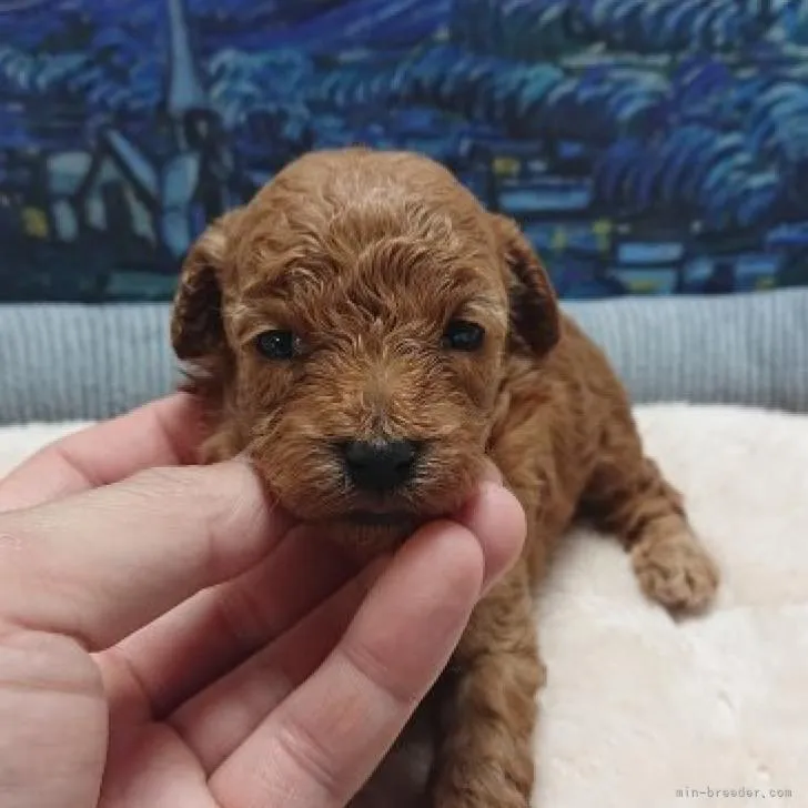 ID:2211-01915の子犬