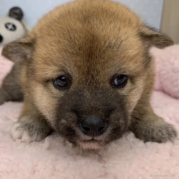 ID:2308-02068の子犬