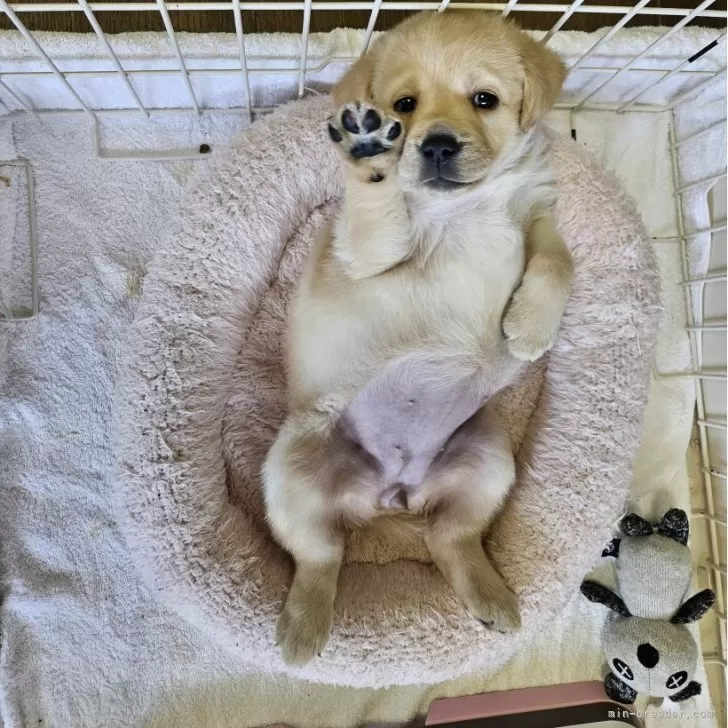 ID：2404-04417の子犬