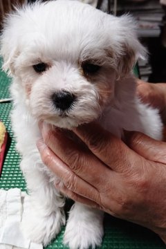 マルチーズ【福島県・男の子・2020年9月28日・白】の写真「今日まで募集です。」