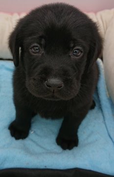 ラブラドールレトリバー【福島県・男の子・2020年8月8日・ブラック】の写真「イケメン君です。」