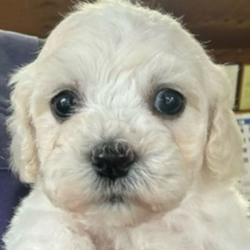 ビションフリーゼ【福島県・男の子・2024年7月8日・ホワイト】の写真「一番小さいおっとりさん🩵9月4日まで募集中！」