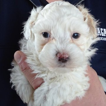 マルプー(マルチーズ×タイニーサイズプードル)【福島県・男の子・2023年1月1日・ホワイト】の写真「元旦産まれです」
