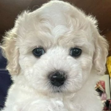 ビションフリーゼ【福島県・女の子・2024年7月8日・ホワイト】の写真「色素ばっちりパパ似🩷9月4日まで募集中！」