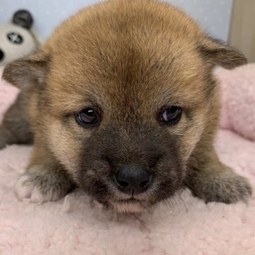 柴犬(豆柴)【福島県・男の子・2023年7月9日・赤】の写真「可愛い男の子です🐶」