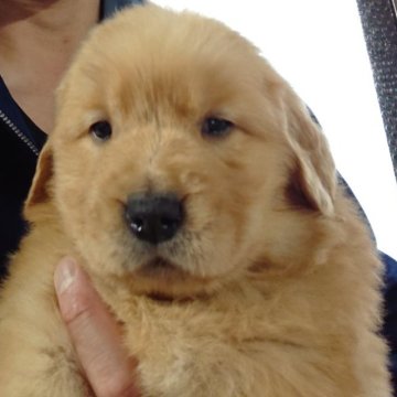 ゴールデンレトリバー【福島県・女の子・2022年12月10日・ゴールデン】の写真「可愛い女の子です🍒」