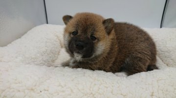 ミックス(豆柴✕柴)【福島県・女の子・2020年7月28日・赤】の写真「パパの豆柴似て可愛い女の子です
9/20まで募集」