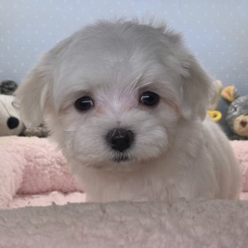 マルチーズ【福島県・男の子・2023年6月26日・ホワイト】の写真「可愛い男の子です✌️」