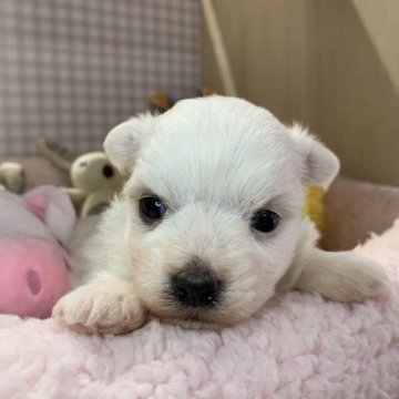 マルチーズ【福島県・女の子・2023年3月25日・ホワイト】の写真「可愛い女の子です❤️」