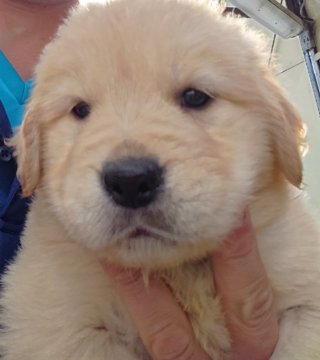 ゴールデンレトリバー【福島県・男の子・2022年2月27日・ゴールデン】の写真「4/24まで募集中です」