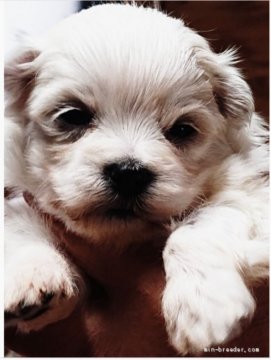 マルチーズ【福島県・女の子・2020年9月28日・白】の写真「小さい女の子です」