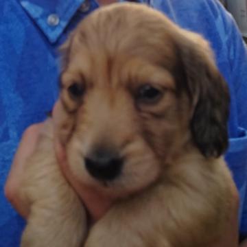 ミニチュアダックスフンド(ロング)【福島県・男の子・2022年6月25日・シェージェットイエロー】の写真「可愛い男の子です」