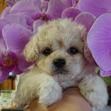 マルプー(マルチーズ×ティーカッププードル)【福島県・男の子・2022年6月2日・ホワイト】の写真「小さな可愛い男の子です」